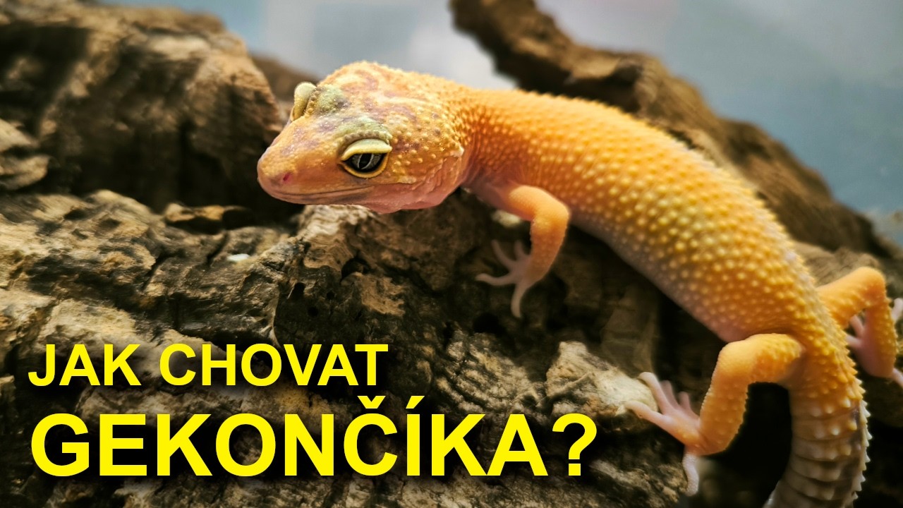Gekončík noční a jeho chov / Základní informace