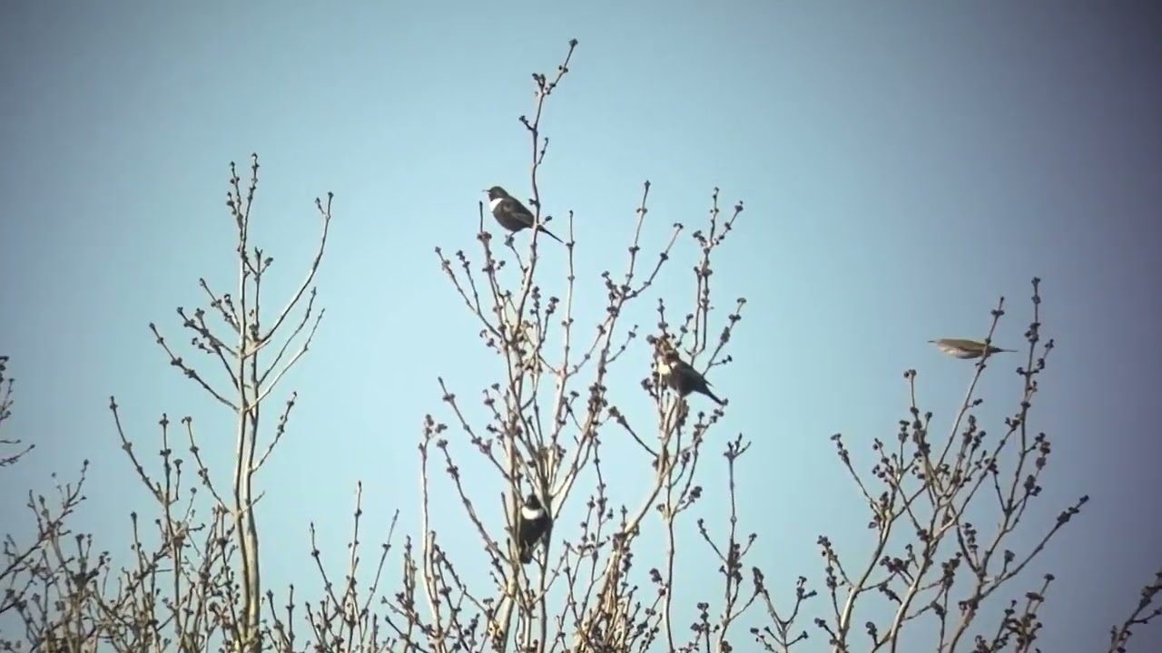 Ringtrast. Bj&ouml;rker&ouml;d, Sk&aring;ne, 17 april 2026.