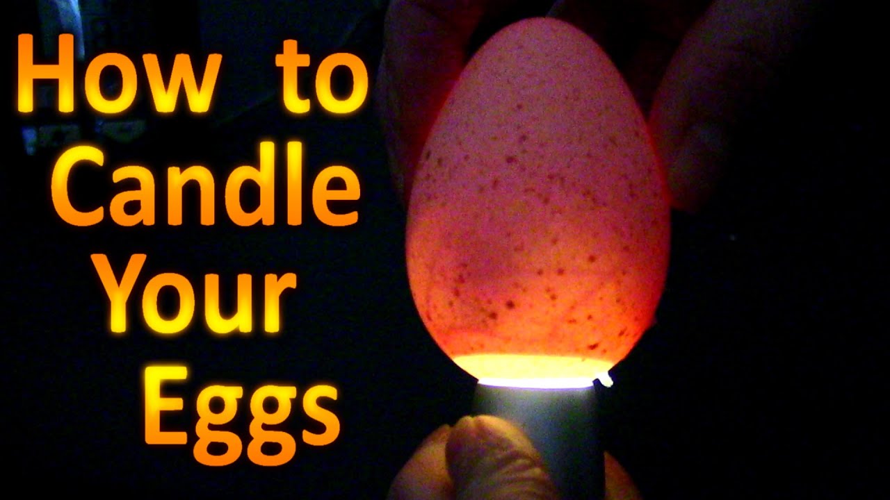 How to Hatch Turkey Eggs (Part 2) How to Candle Your Turkey Eggs Day 11