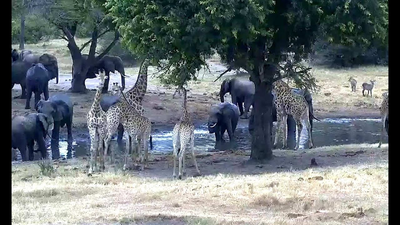 Rush hour at Tembe! Explore.org 04 February 2020