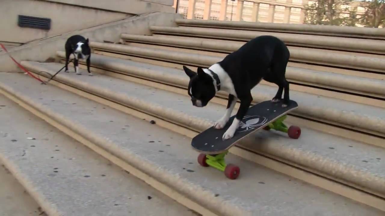 skateboarding Dogs Tuxedo & Neo at the place de l'Europe Montpellier