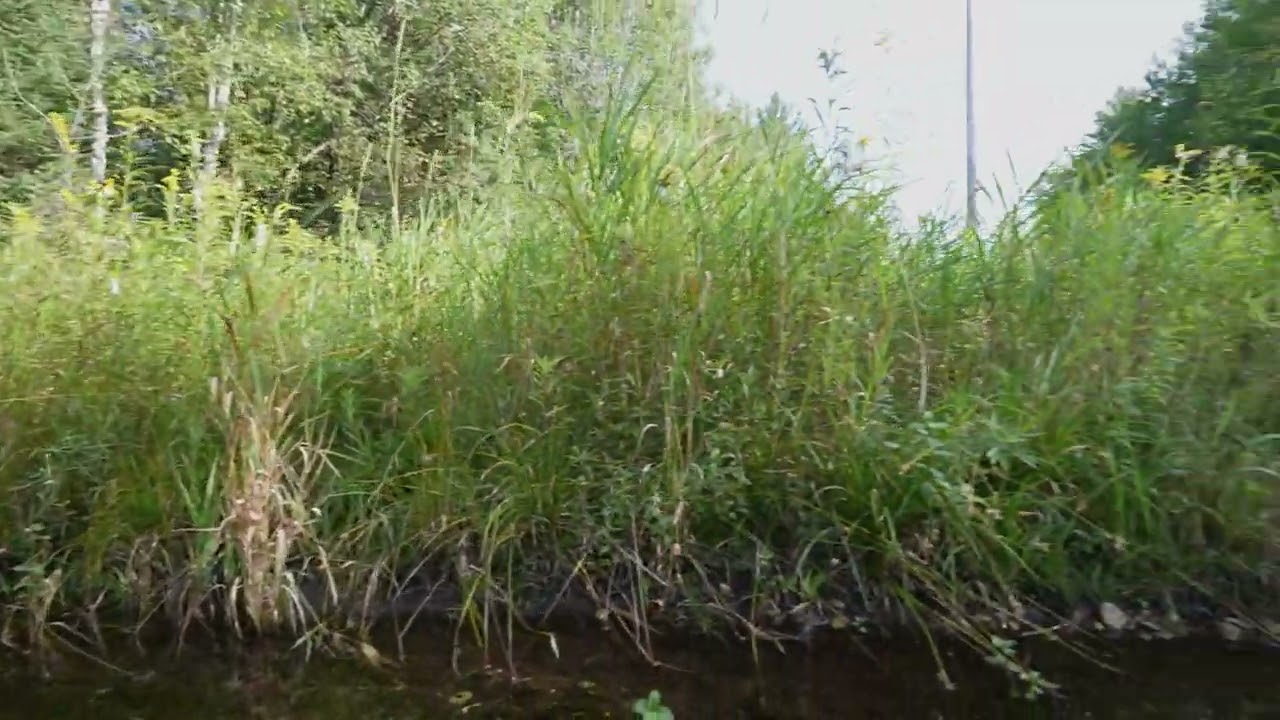 Vacant Land - 77 Acres, Kalkaska, Michigan