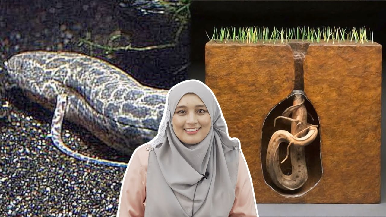 Ikan yang Ada Paru-Paru