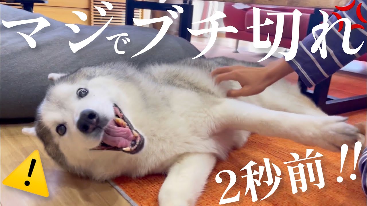あまりに稚拙な闘いをする兄に堪忍袋の緒が切れた‼︎シベリアンハスキー