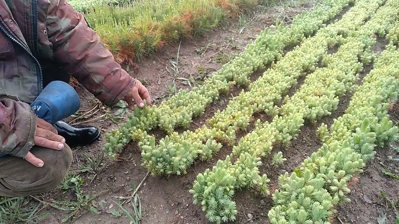 АРЧА-КАРАГАЙ ӨСТҮРҮҮНҮН МАШАКАТЫ. АДИС АЙТЫП БЕРЕТ