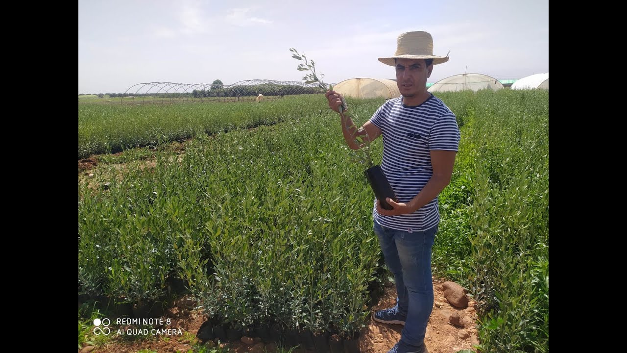 كيفية إختيار نقلة الزيتون الاصيلة لمشروع ضيعة الزيتون 🌿✅ #شجرة #الزيتون #المغرب