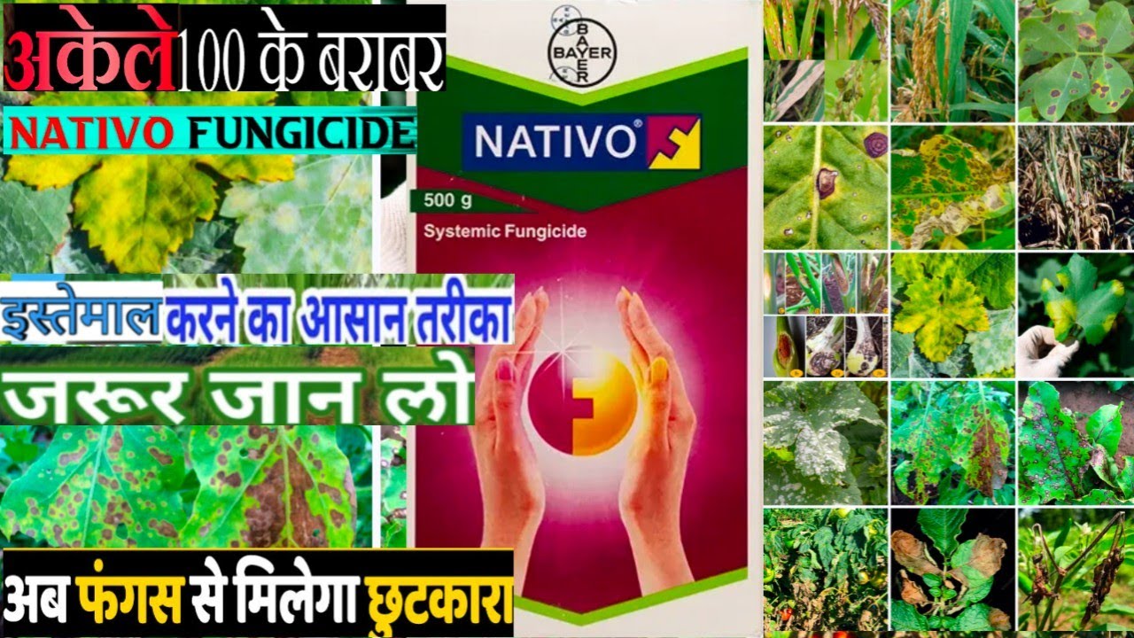 Nativo Fungicide|Bayer Nativo Fungicide|Tebuconazole 50%+ Trifloxystrobin 25% wg#fungicide#nativo