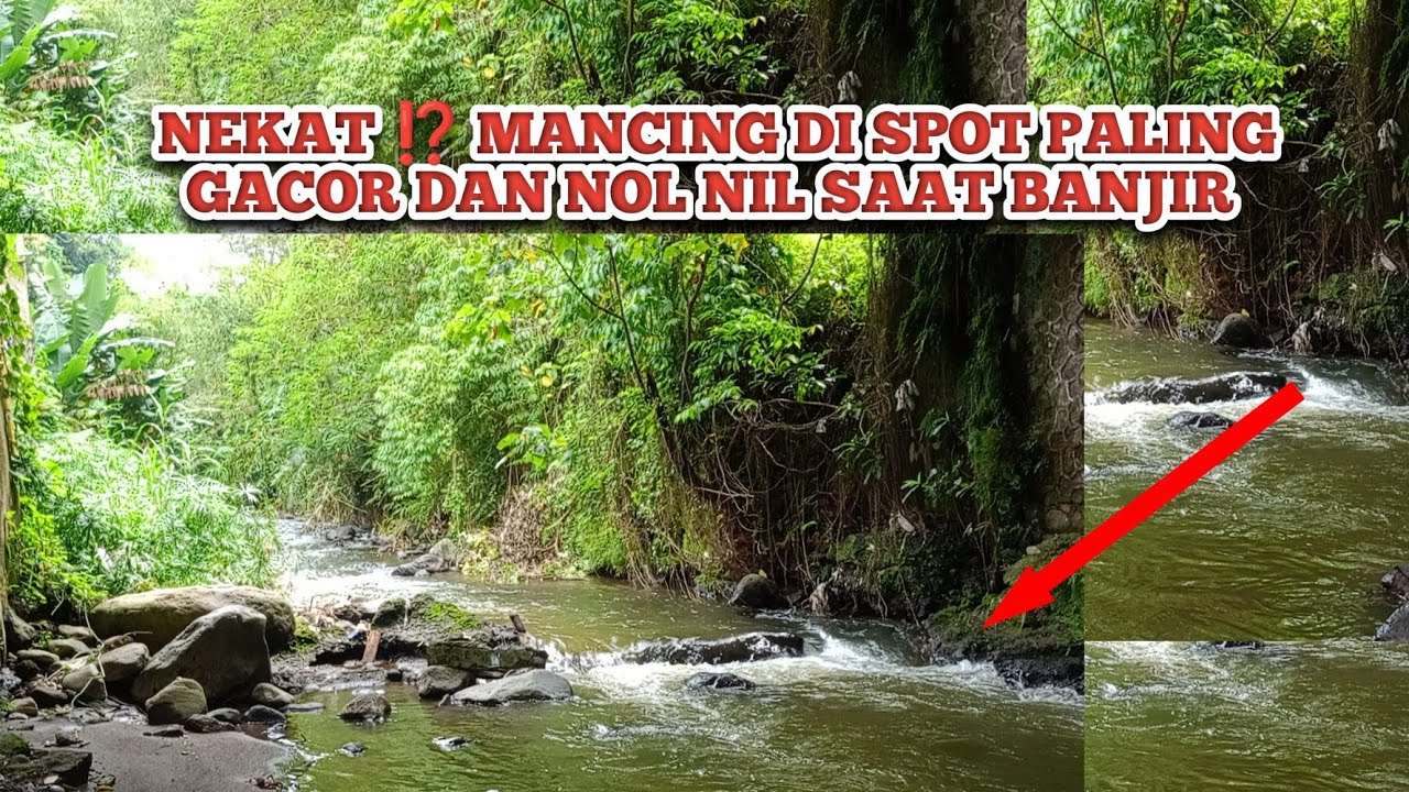 NEKAT ❗ ❗ MANCING  SAAT SUNGAI BANJIR TERNYATA GACOR BANGET ❗❗SPOT MANCING IKAN WADER PALING GACOR 