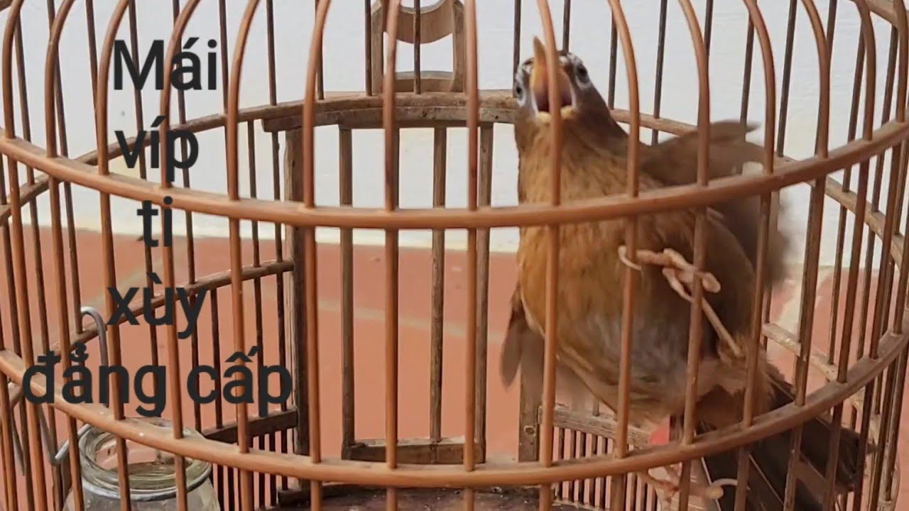 Video Họa Mi mái xùy víp nhất! Tiếng chim mi mái xùy căng lửa kích giục trống hót căng