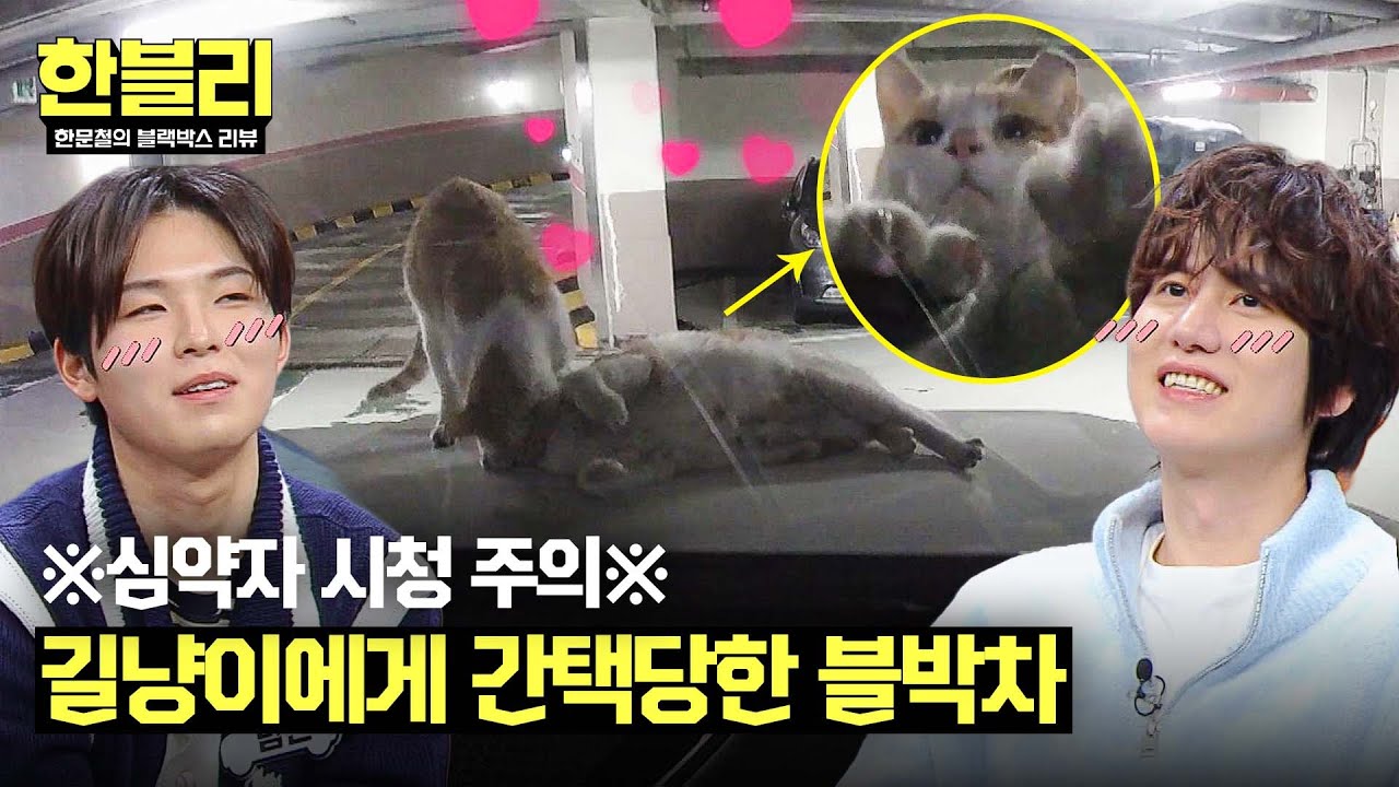 [한블리] 보닛 맛집(?) 블박차 위에 살림 차린 고양이 커플🐱 | 한블리 (한문철의 블랙박스 리뷰) 118회 | JTBC 250304 방송