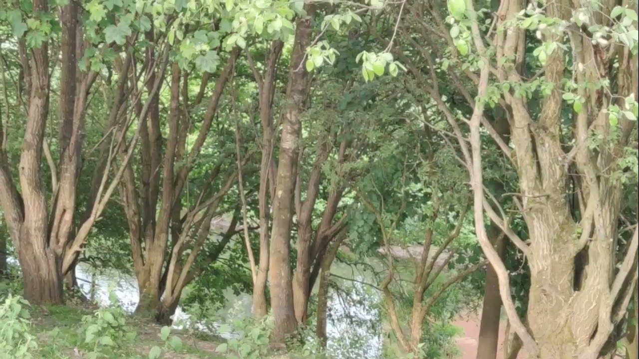openshaw park bury UK