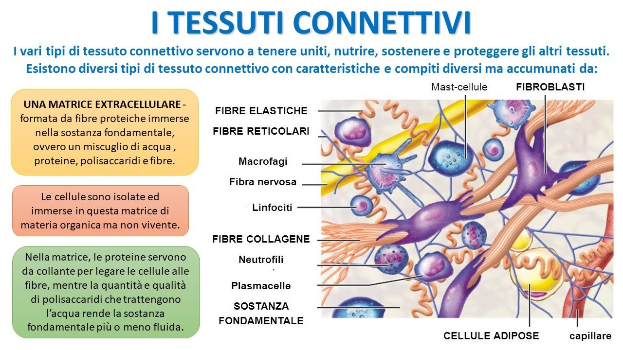 I TESSUTI CONNETTIVI