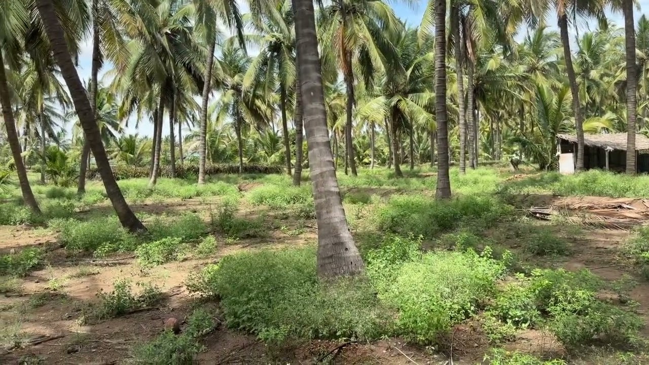 5 ஏக்கர் தோப்பு | தோப்புக்கு நடுவுல Kerala Style-ல கட்டப்பட்ட அழகான வீடு
