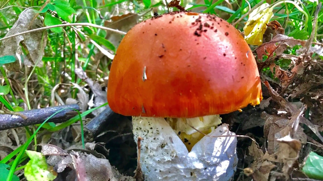 Amanita Caesarea por el pais vasco 2018