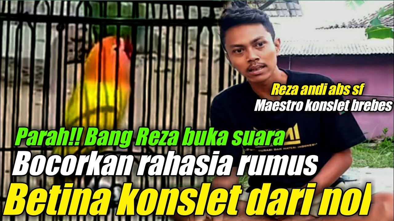 cara mencetak lovebird betina konslet dan pemilihan bahan konslet