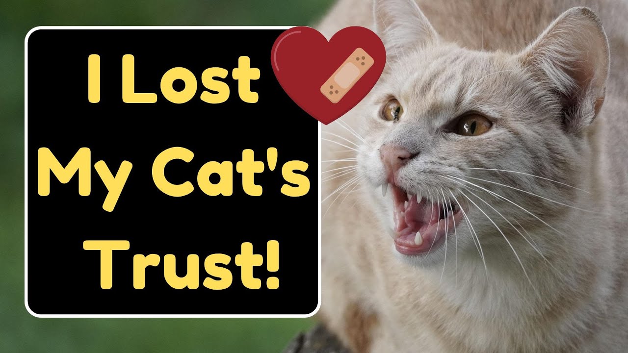 10 Easy-To-Miss Signs Your Cat Is Losing TRUST In You