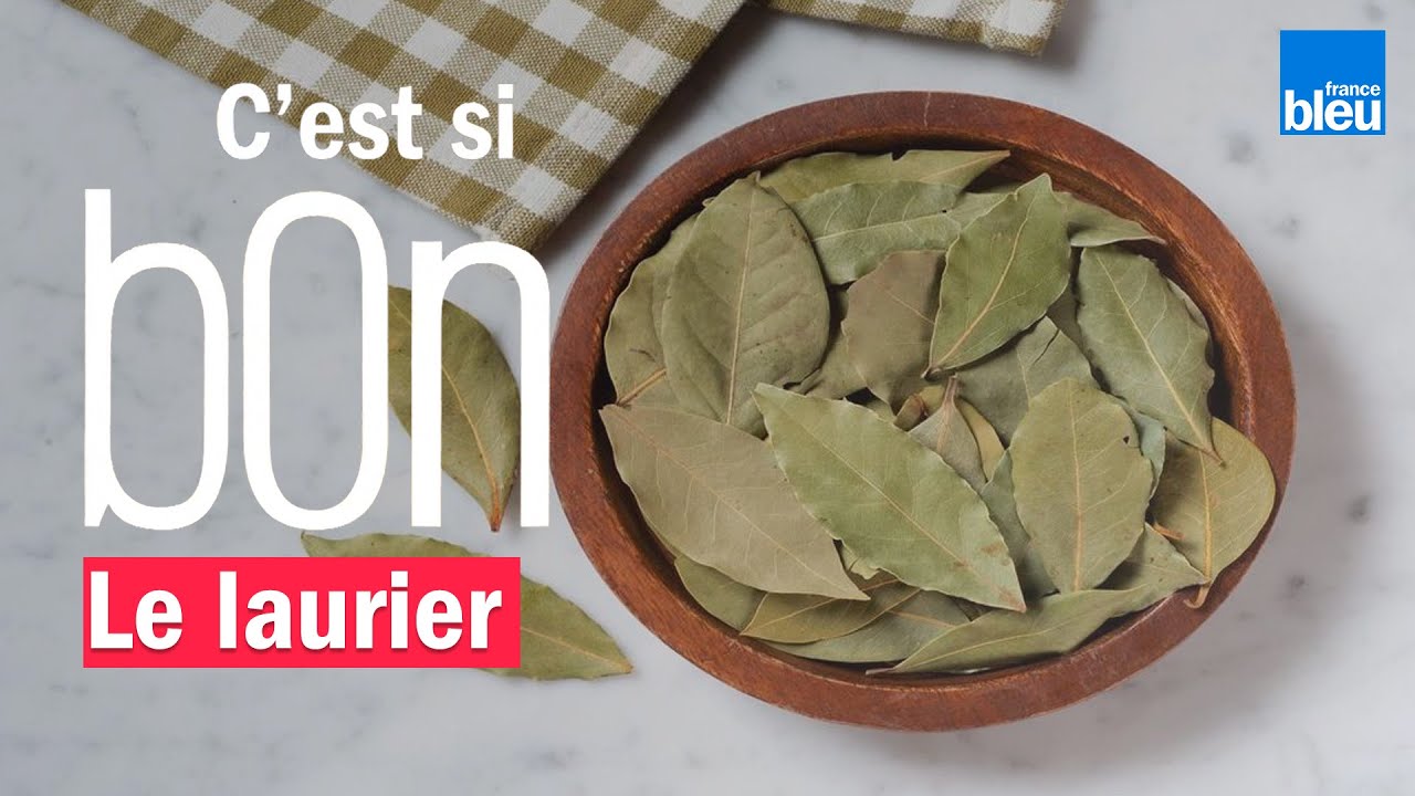 Le laurier, comment bien l'utiliser et profiter de ses bienfaits ? - C'est si bon