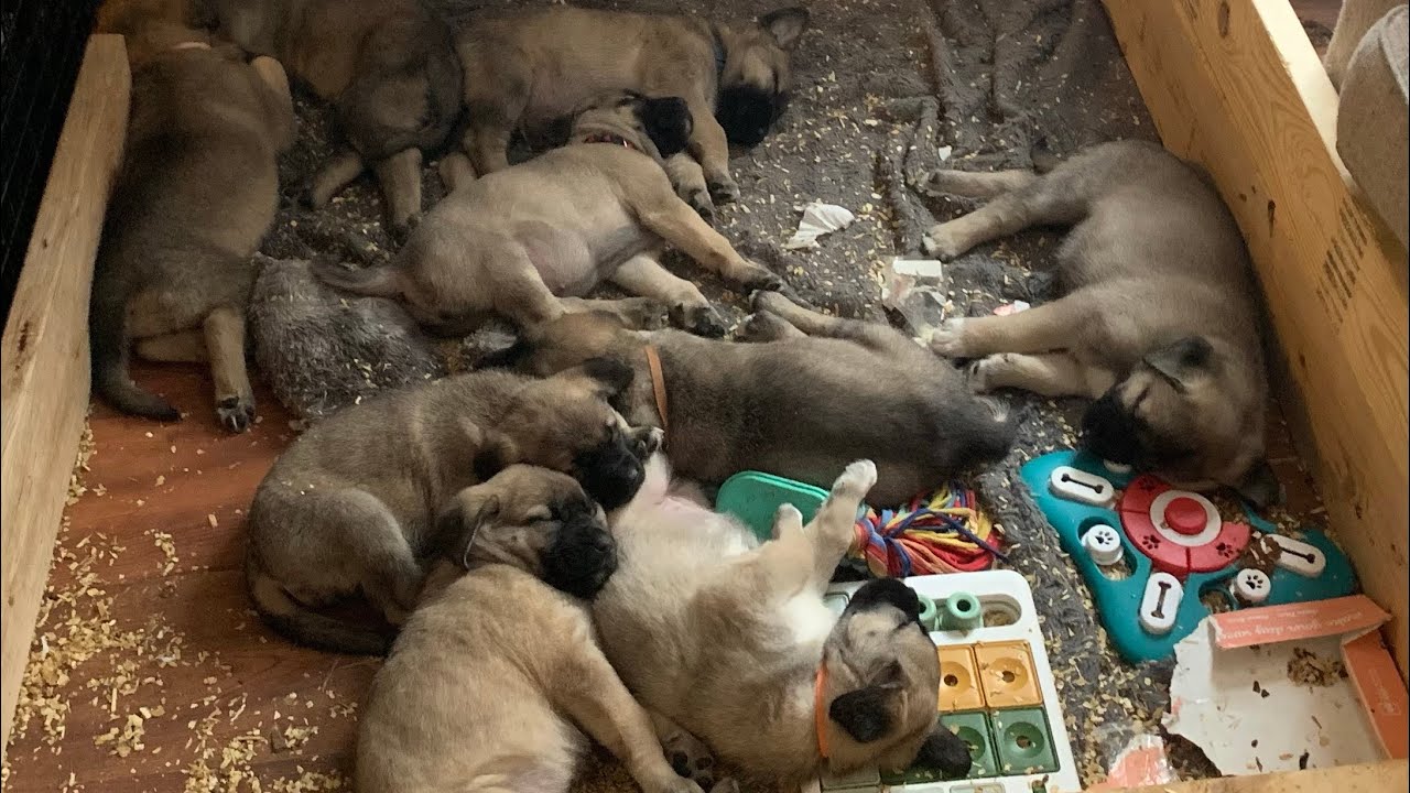 Anatolian Shepherd Dog Pupdate!