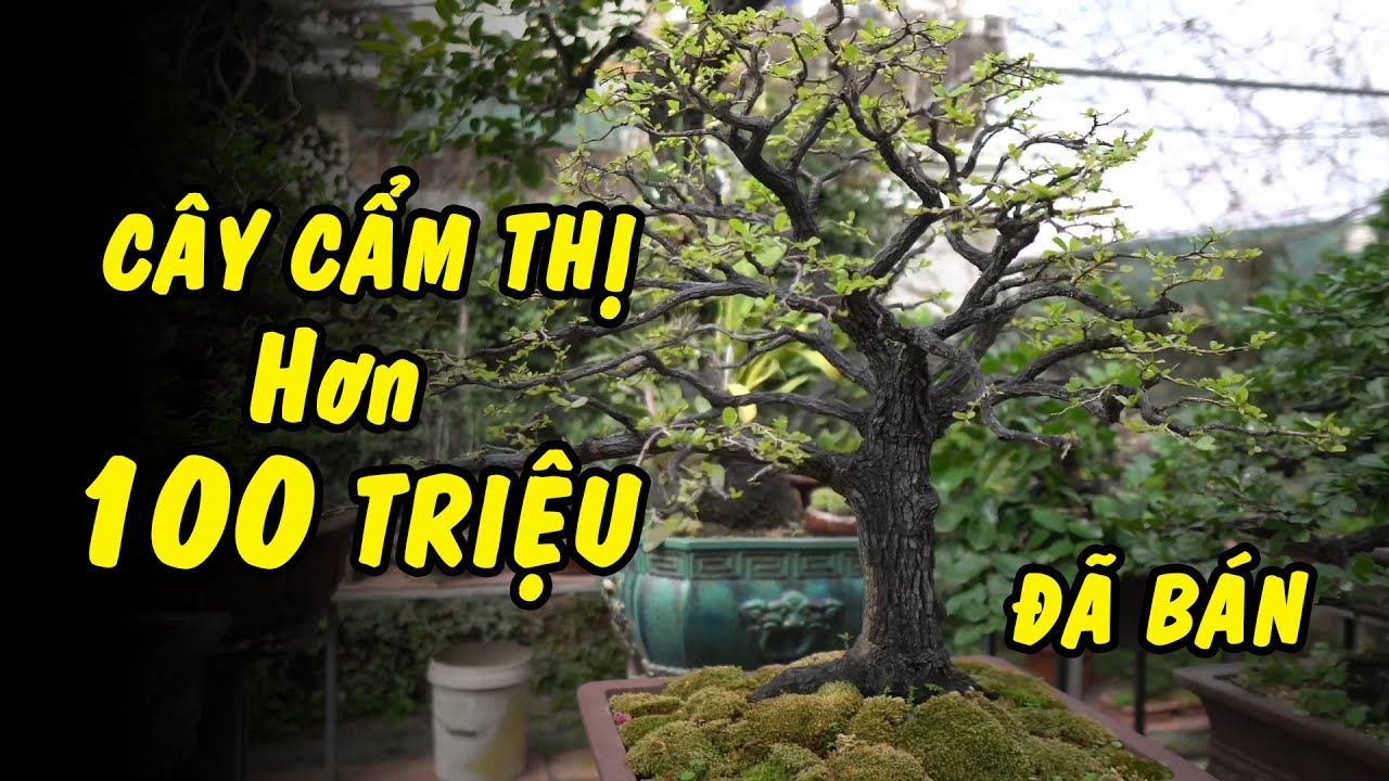 Khu Vườn rất nhiều Cẩm Thị giá trị mỗi cây lên đến hàng trăm triệu đồng - Phiêu Du Bonsai