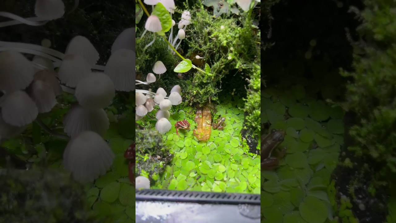 600-дневная экосистема 🌱🐸