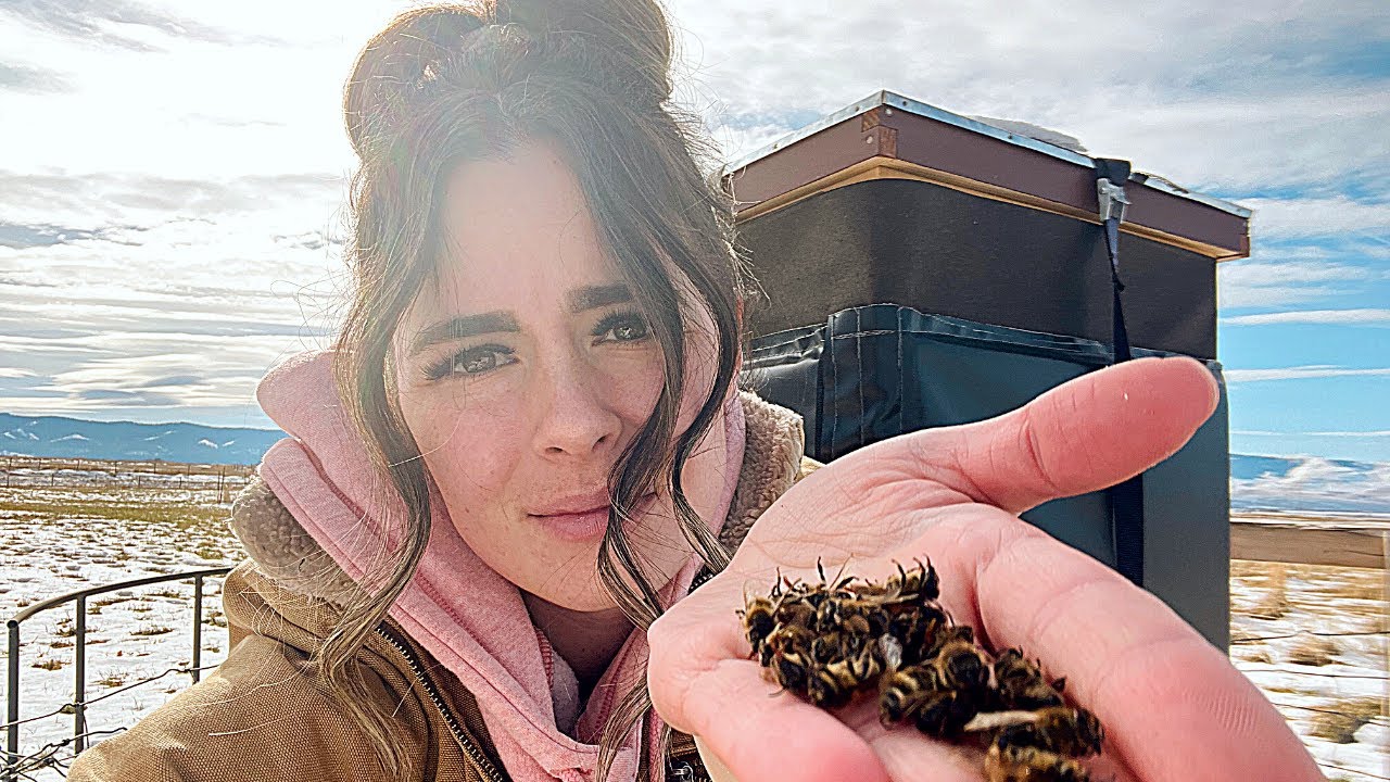 Мои пчелы подверглись нападению шершней — как я их спас и чему научился 🐝🐝🐝
