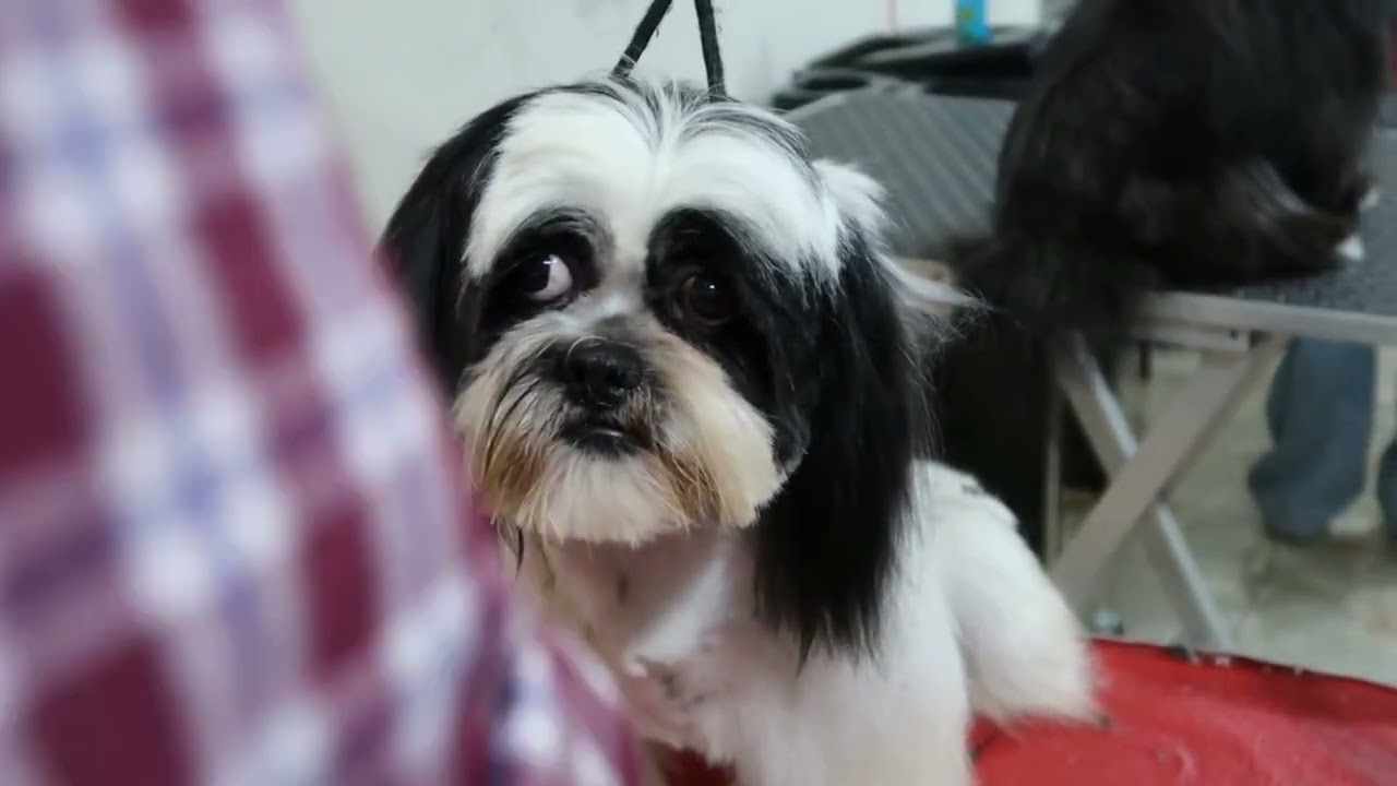 ¿Cómo hacer una carita redonda en un Shih tzu express !!!