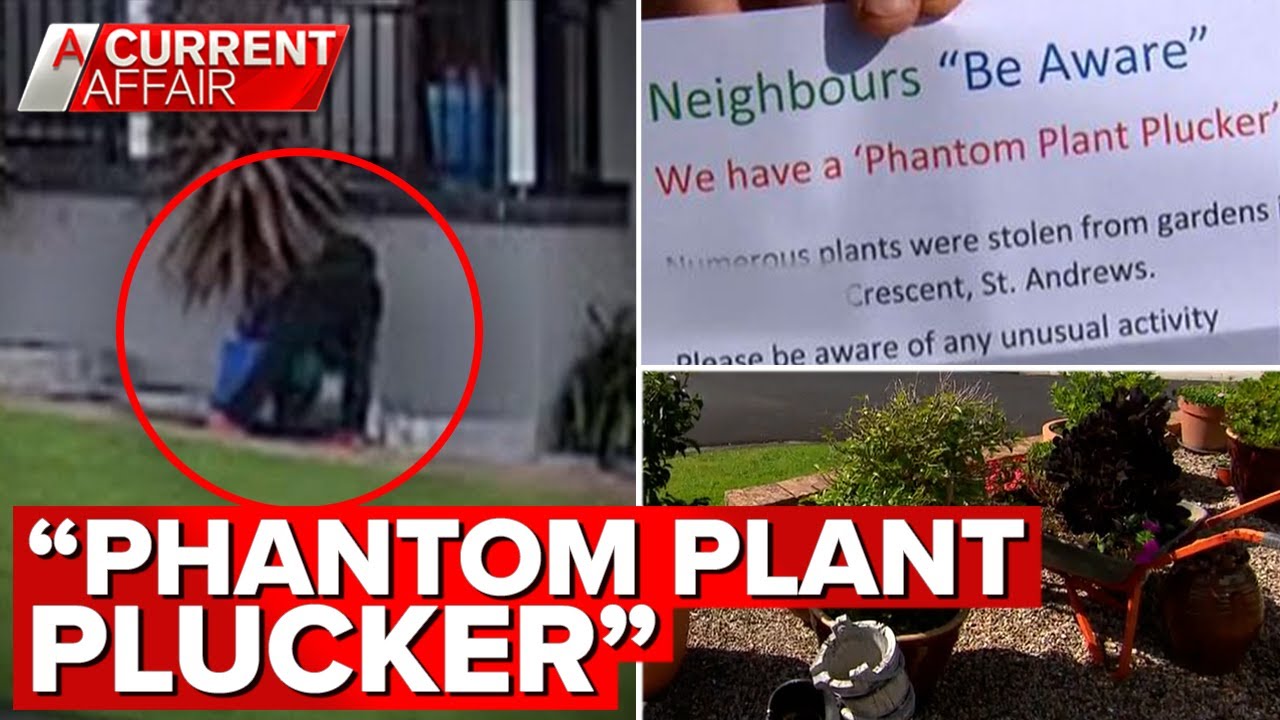 Neighbourhood helps police track down alleged plant thief | A Current Affair