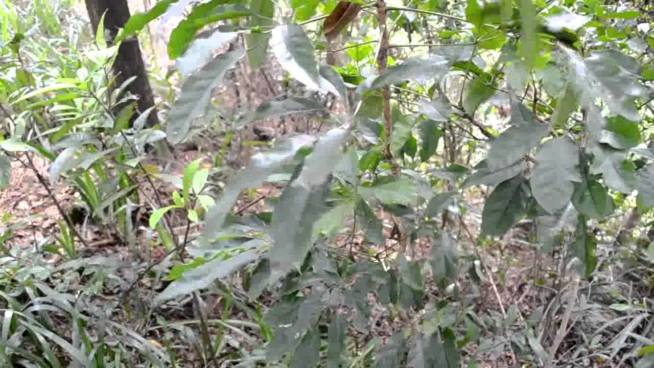 植物簡介-江某