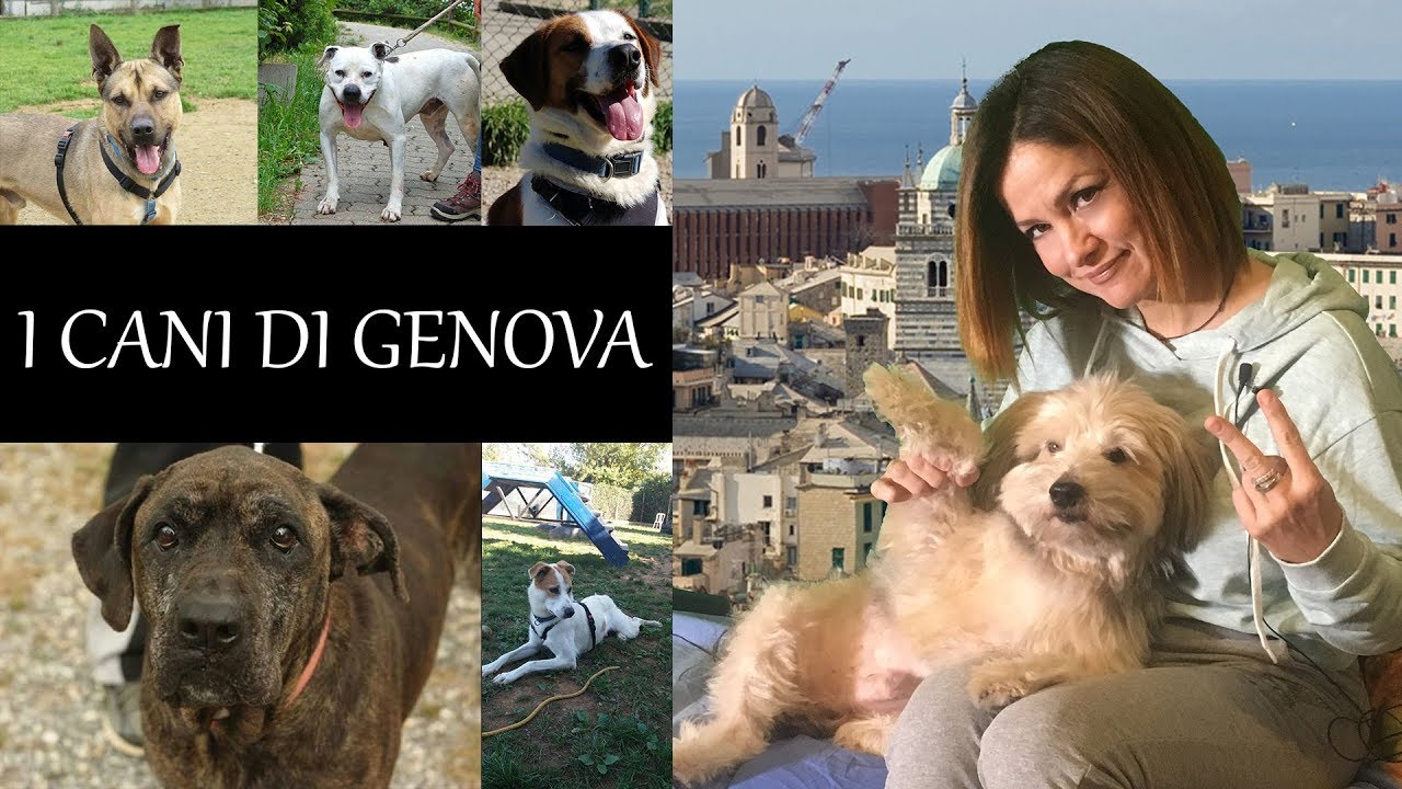 Canili di Genova - i cani da adottare e la situazione attuale