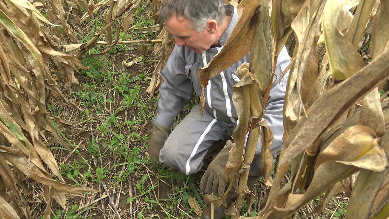 N°7 - Une biodiversité foisonnante après 2 décennies d'Agriculture de Conservation des Sols