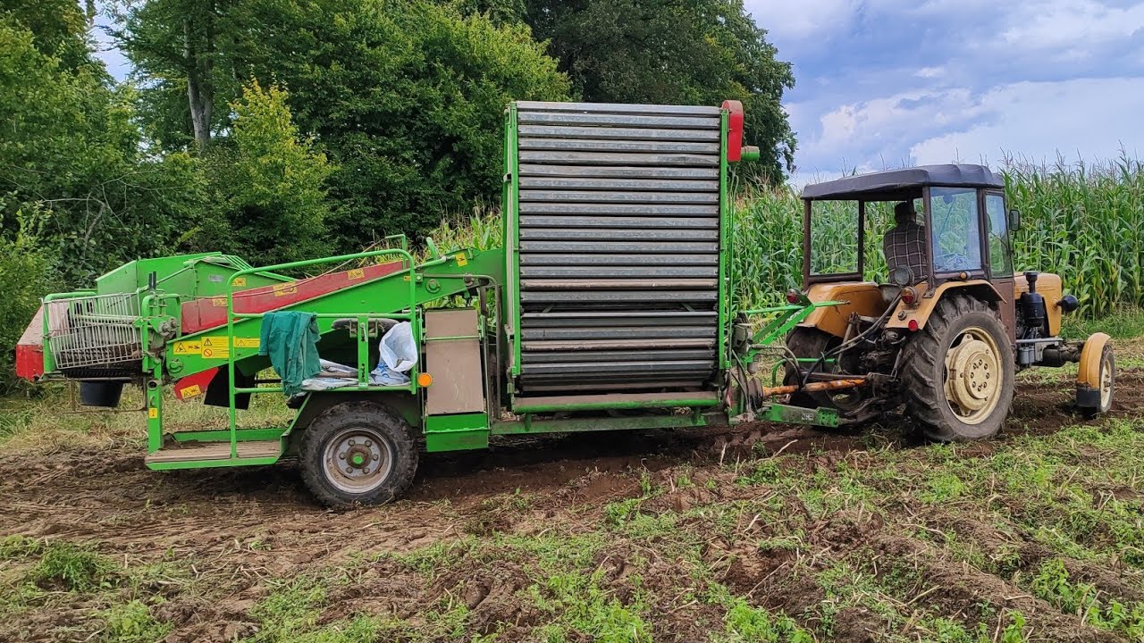 Kombajn ziemniaczany Bolko oraz Ursus C-330 kopanie ziemniaków sezon 2025