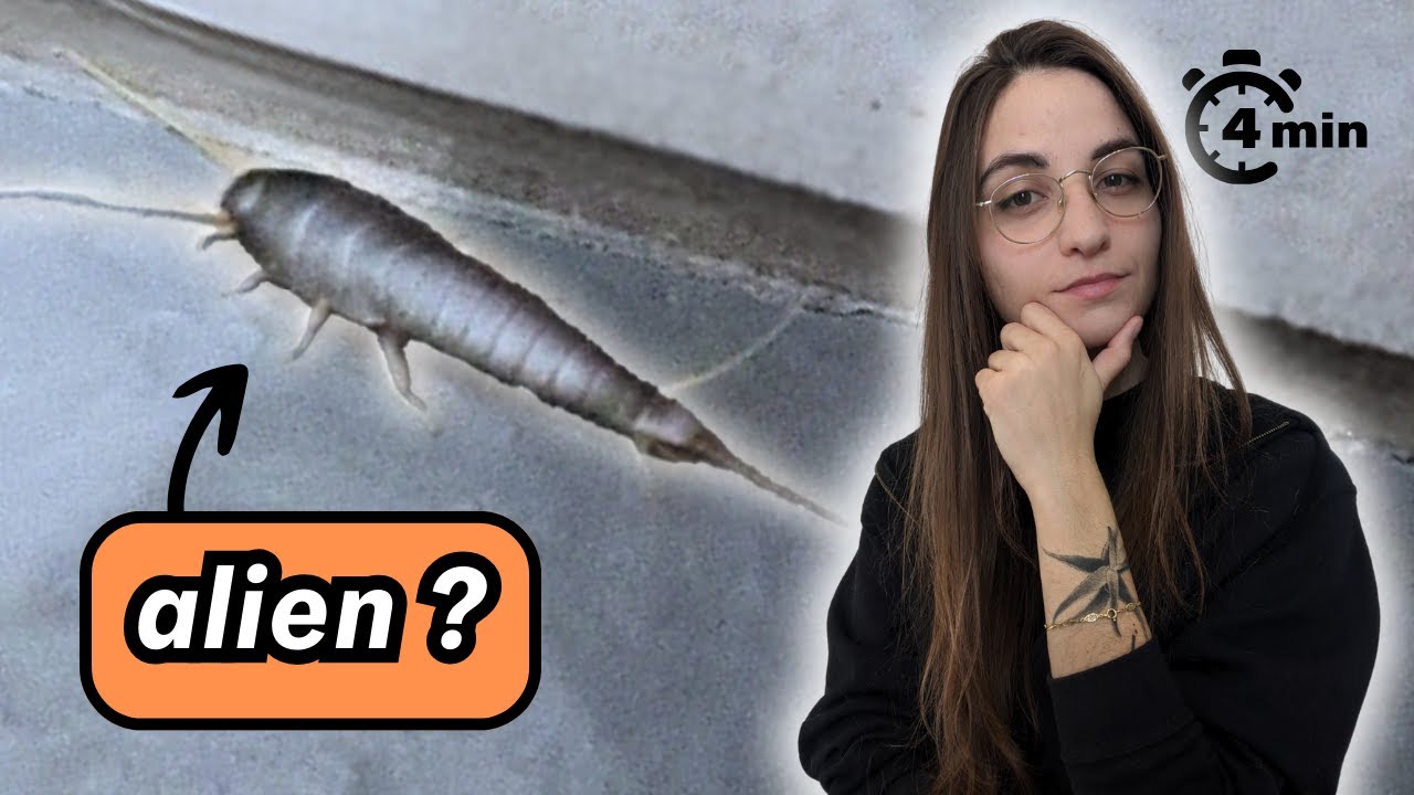 4 minutes pour comprendre le POISSON D'ARGENT