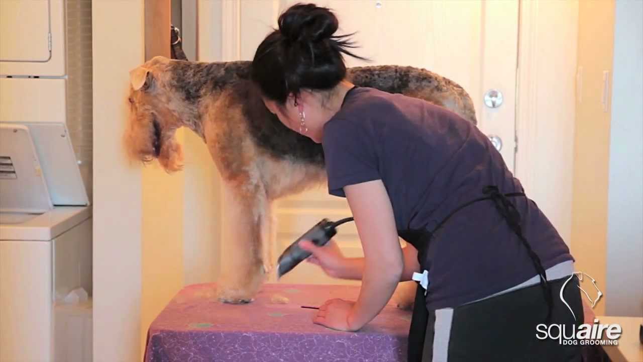 Airedale Grooming - Clipping (5/6) - Scissoring of the Front Legs