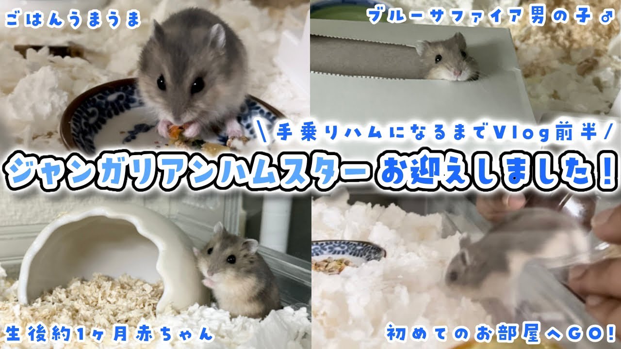 生後1ヶ月の #ジャンガリアンハムスター 赤ちゃんをお迎えしました🐹【手乗りハムになるまでVlog：前半】#ハムスター ┊︎#ブルーサファイア 