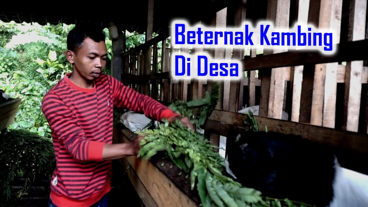 BETERNAK KAMBING DI DESA SIDOHARJO | KECAMATAN CANDIROTO | TEMANGUNG