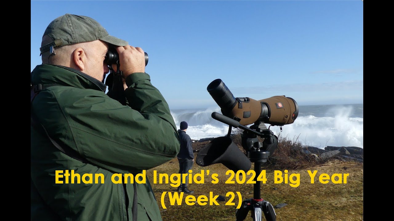 Ethan and Ingrid's 2024 Big Year (Week 2)