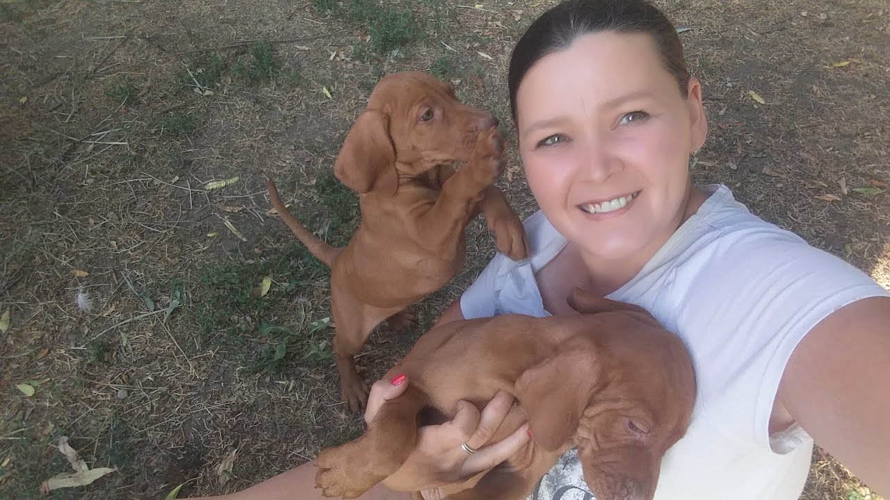 Haideți se vedem ce mai fac pui de c&acirc;ine ( Vizsla Maghiar )