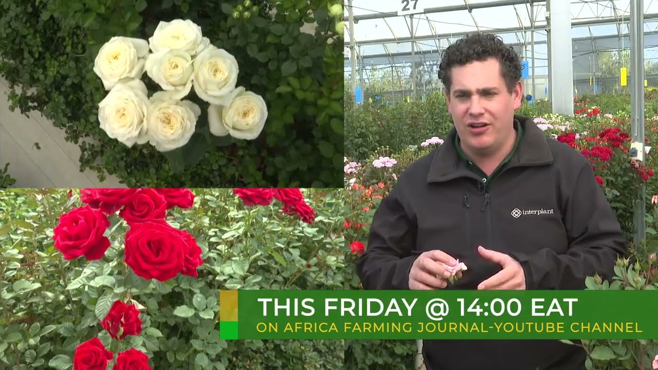 Kenya: The $1.1B Flower Revolution 🌹🇰🇪