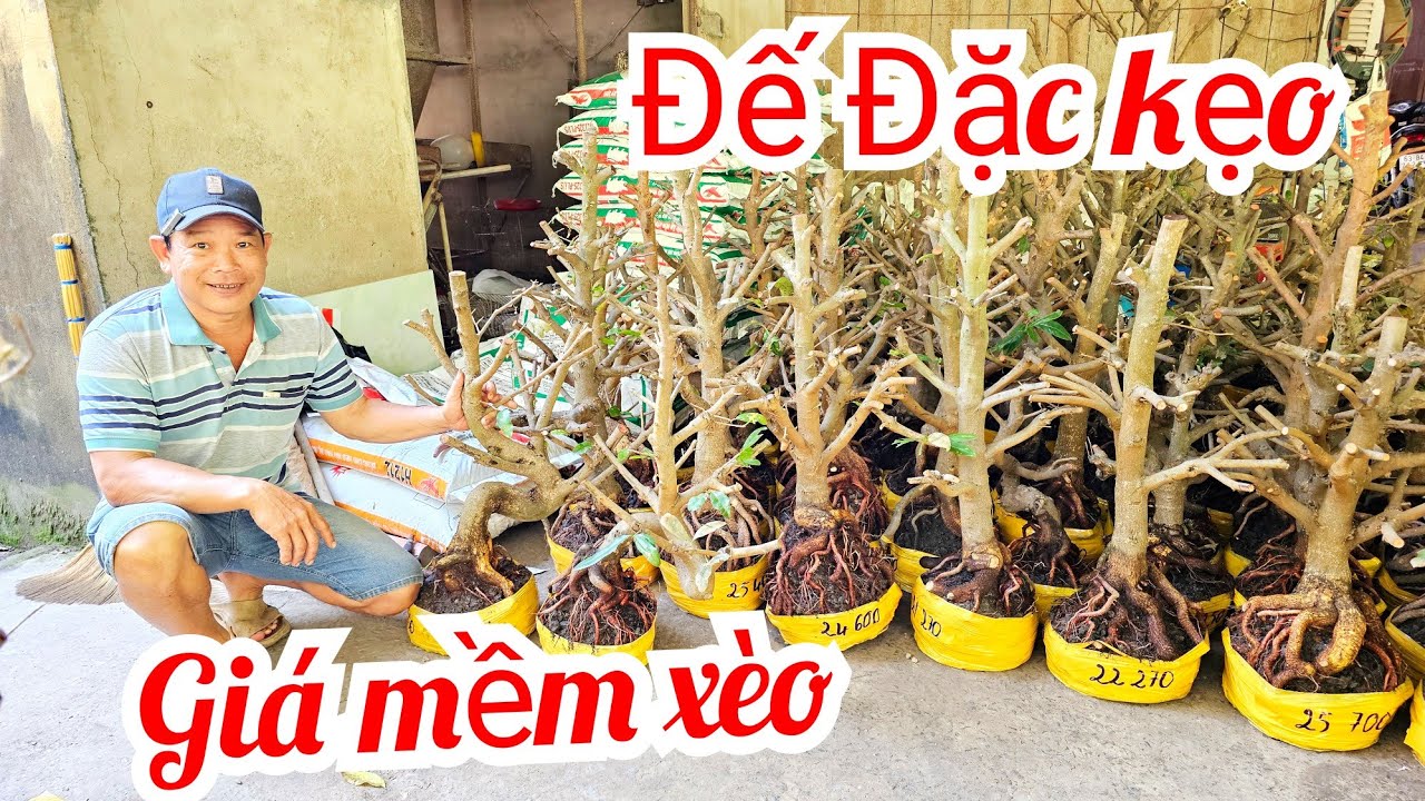 A. Minh 📲 0339417719 Đế đặc kẹo mai giảo Thủ Đức giá rẻ 21/1 (@MaivàngQuêdừa)