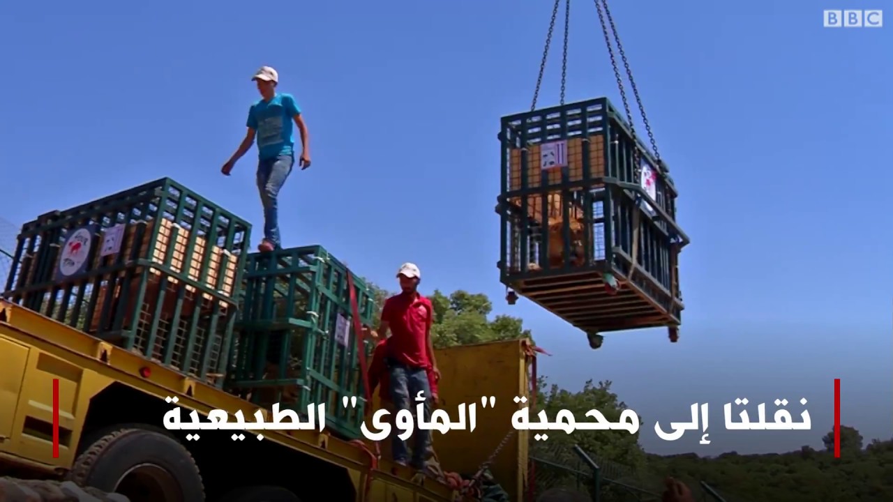 حيوانات لاحقها الموت في سوريا وجدت ملاذا في الأردن
