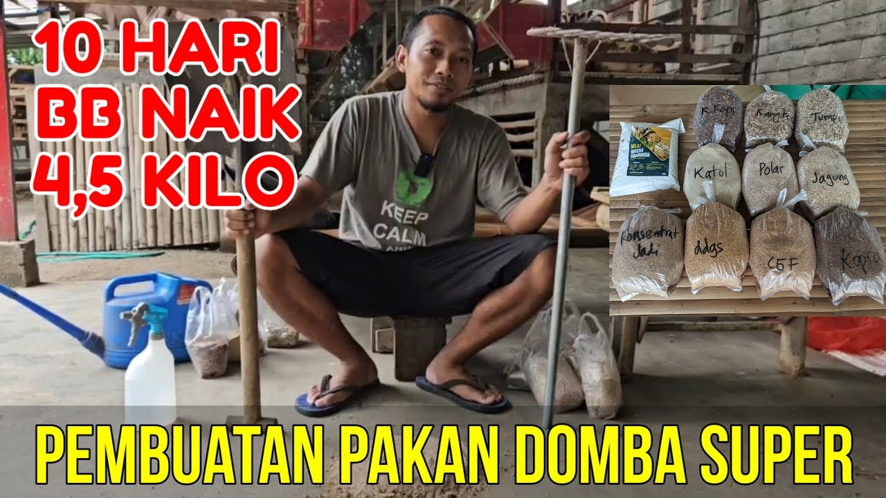 PEMBUATAN PAKAN DOMBA KERING YANG BAGUS AGAR DOMBA CEPAT GEMUK