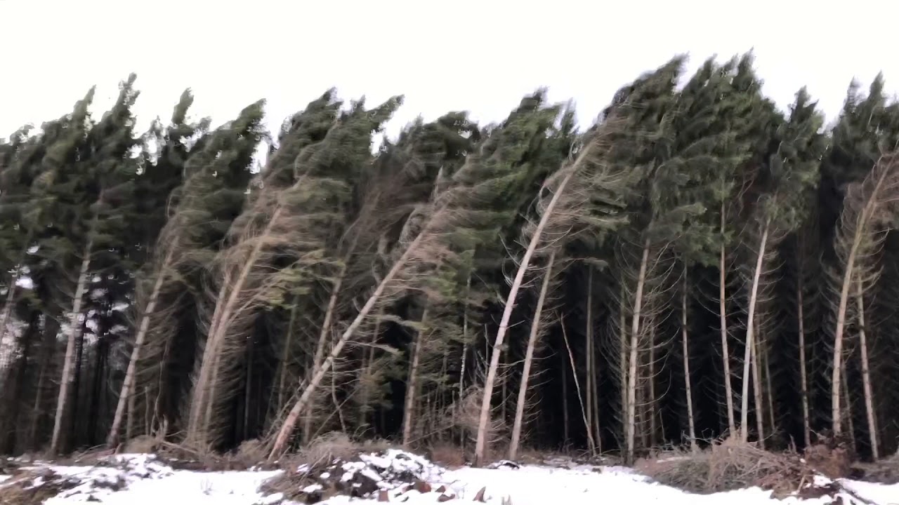 Orkantief Friederike mit schweren Sturmb&ouml;en bzw. orkanartige B&ouml;en im Siegerland 18.01.2018