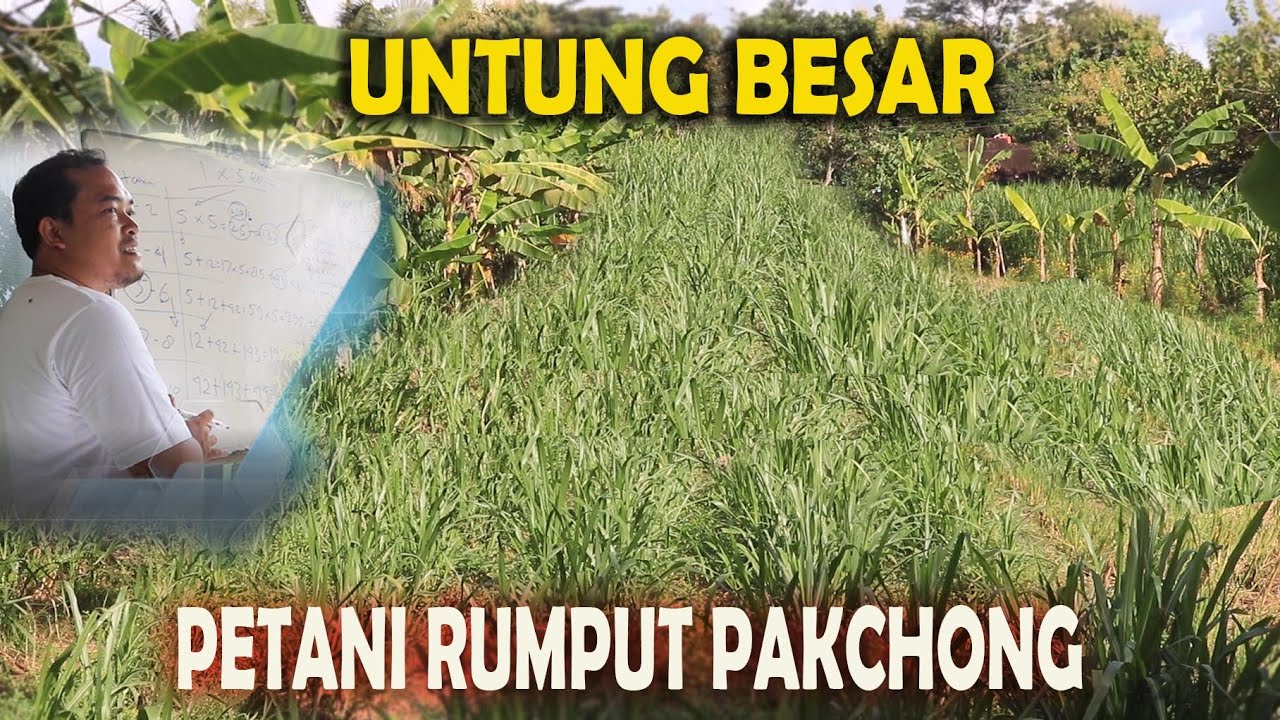 Bertani rumput pakchong sangat menguntungkan, omzet jutaan per bulan