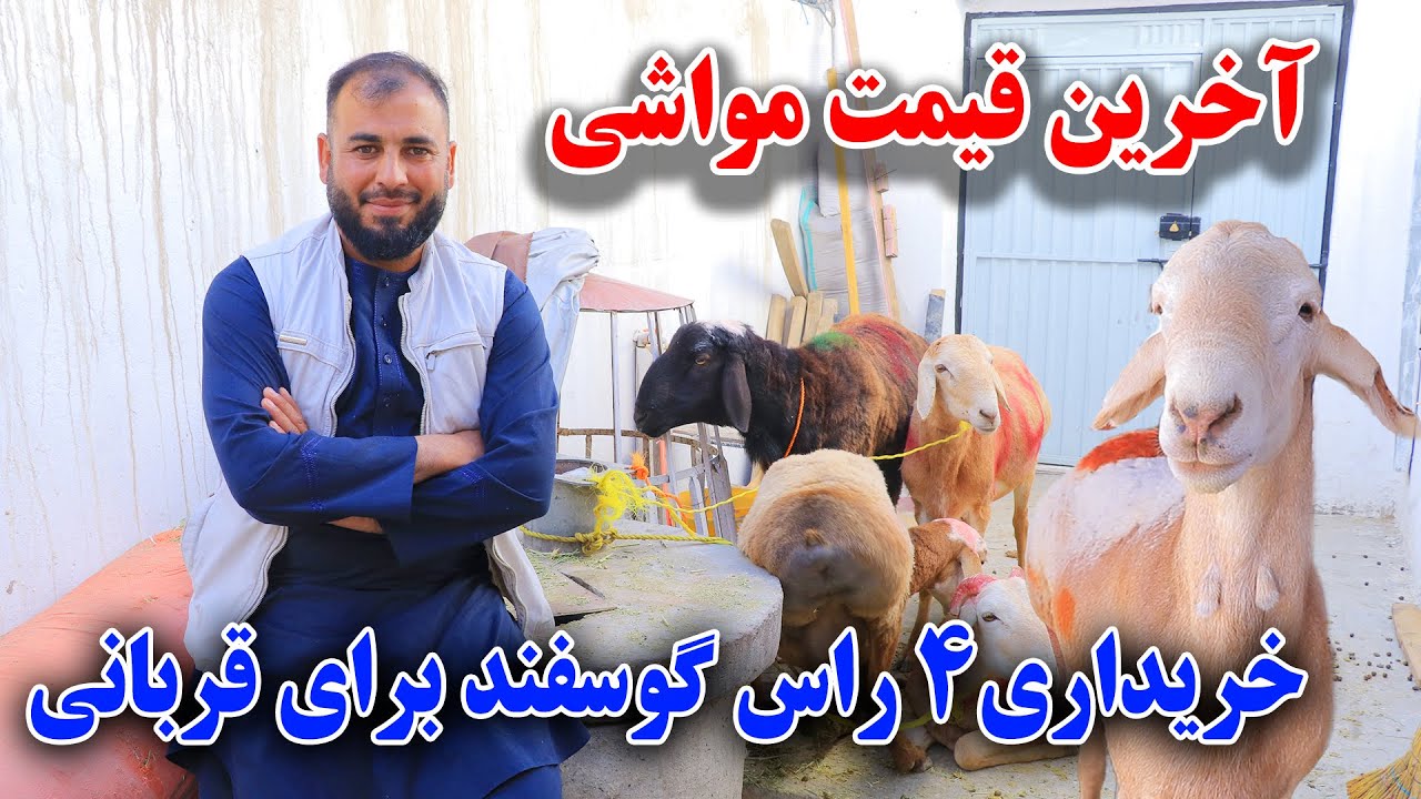 خریداری چهار رس گوسفند از بازار نقاش کمپنی برای قربانی/جمشیدغضنفری