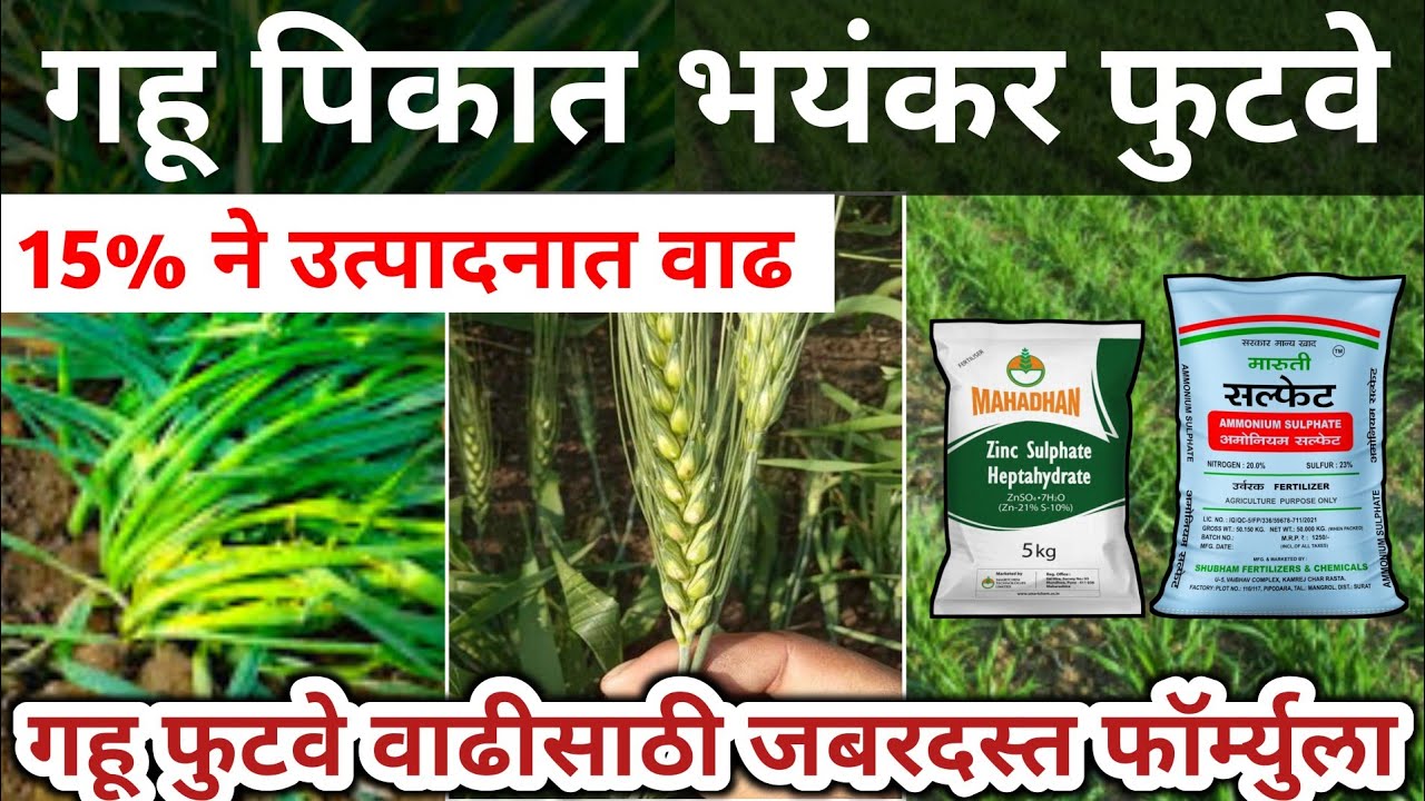 गहू फुटवे वाढीसाठी जबरदस्त फॉर्म्युला | 10 ते 15% ने उत्पादन वाढवा | gahu khat vyavsathapan