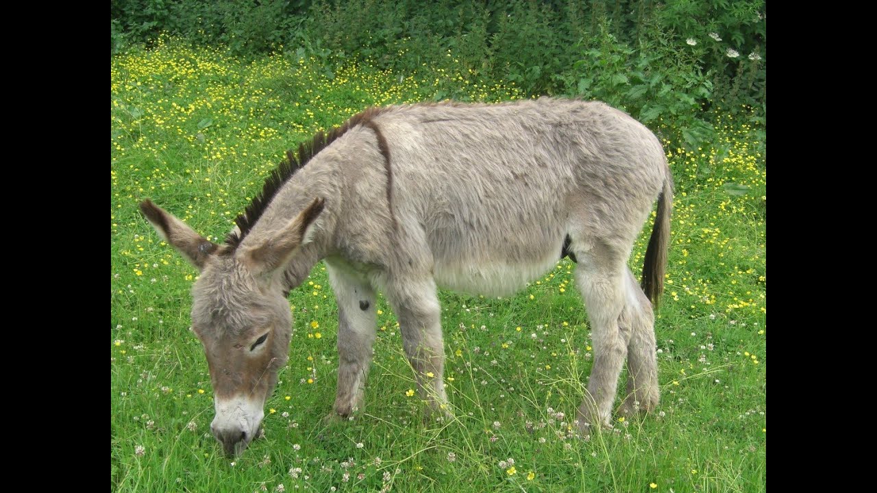 Feeding your donkey - Donkey Breed Society