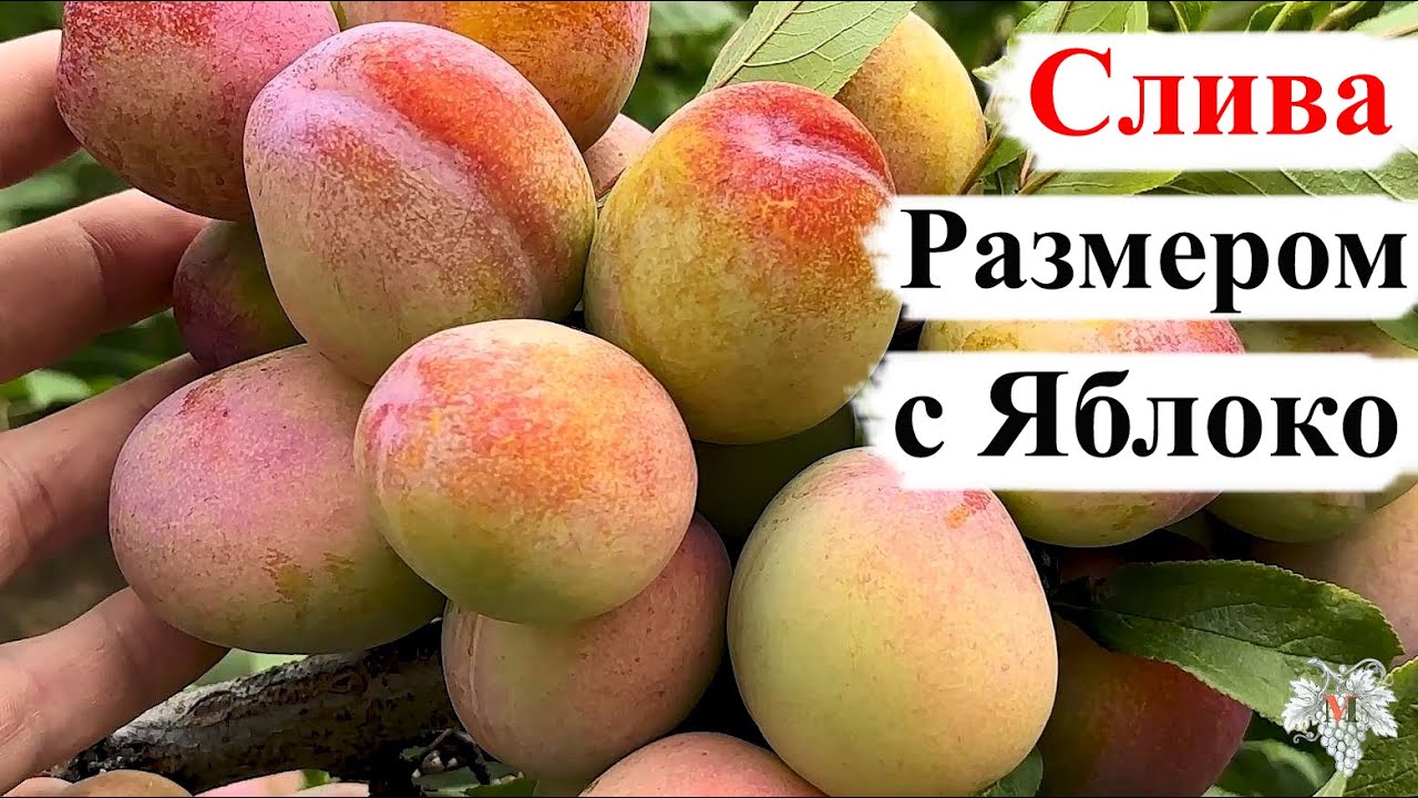 Слива РАЗМЕРОМ с ЯБЛОКО!