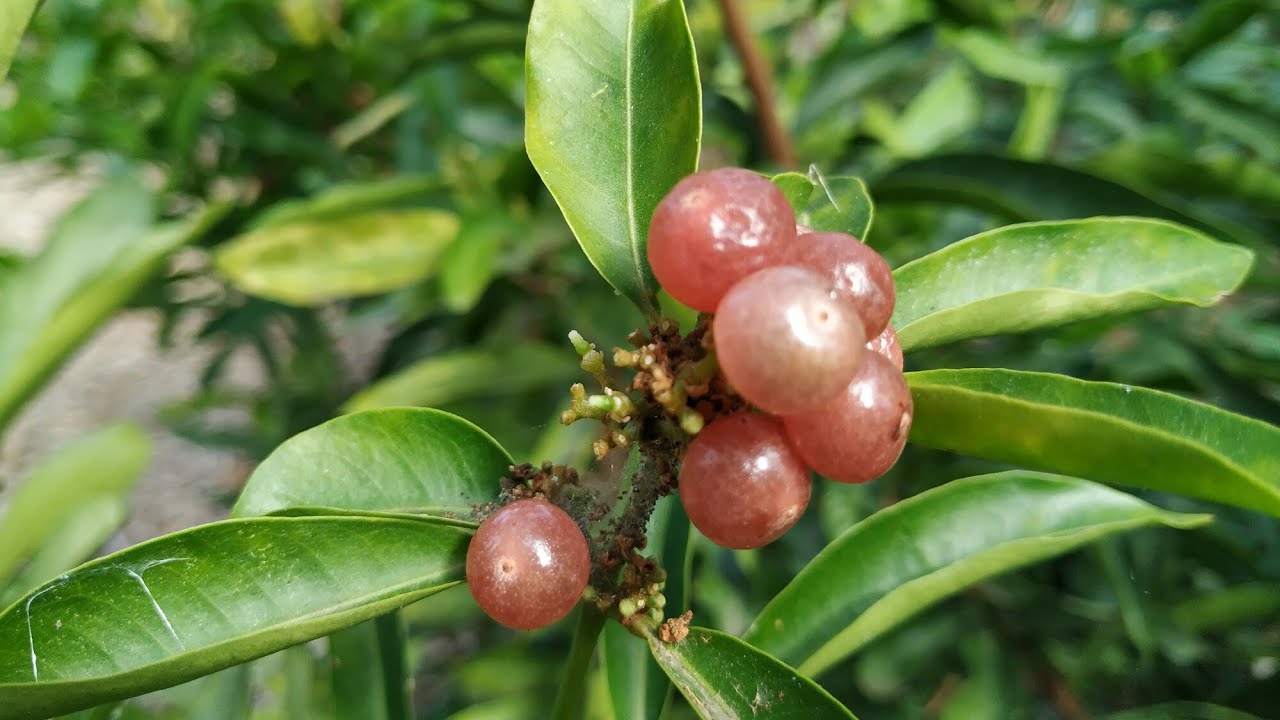Tasty Gin Berry or Orangeberry (Glycosmis pentaphylla) really tastes like gin and oranges
