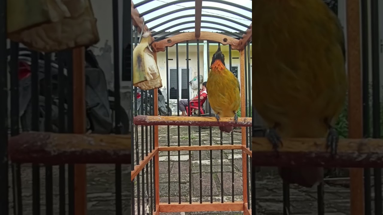 Kutilang emas gacor full #kutilangkicau #kicaumania #kutilang #burung