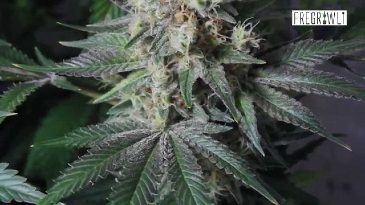 Day 61 Flower - Night Time Bud Shots - Purple Trainwreck Monocrop